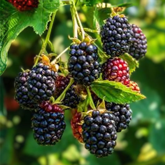 Thornless Blackberry Plant - 5 Bare Roots - Triple Crown Edible Fruit - Rubus fruticosus - Easy Care High Antioxidant Shrubs