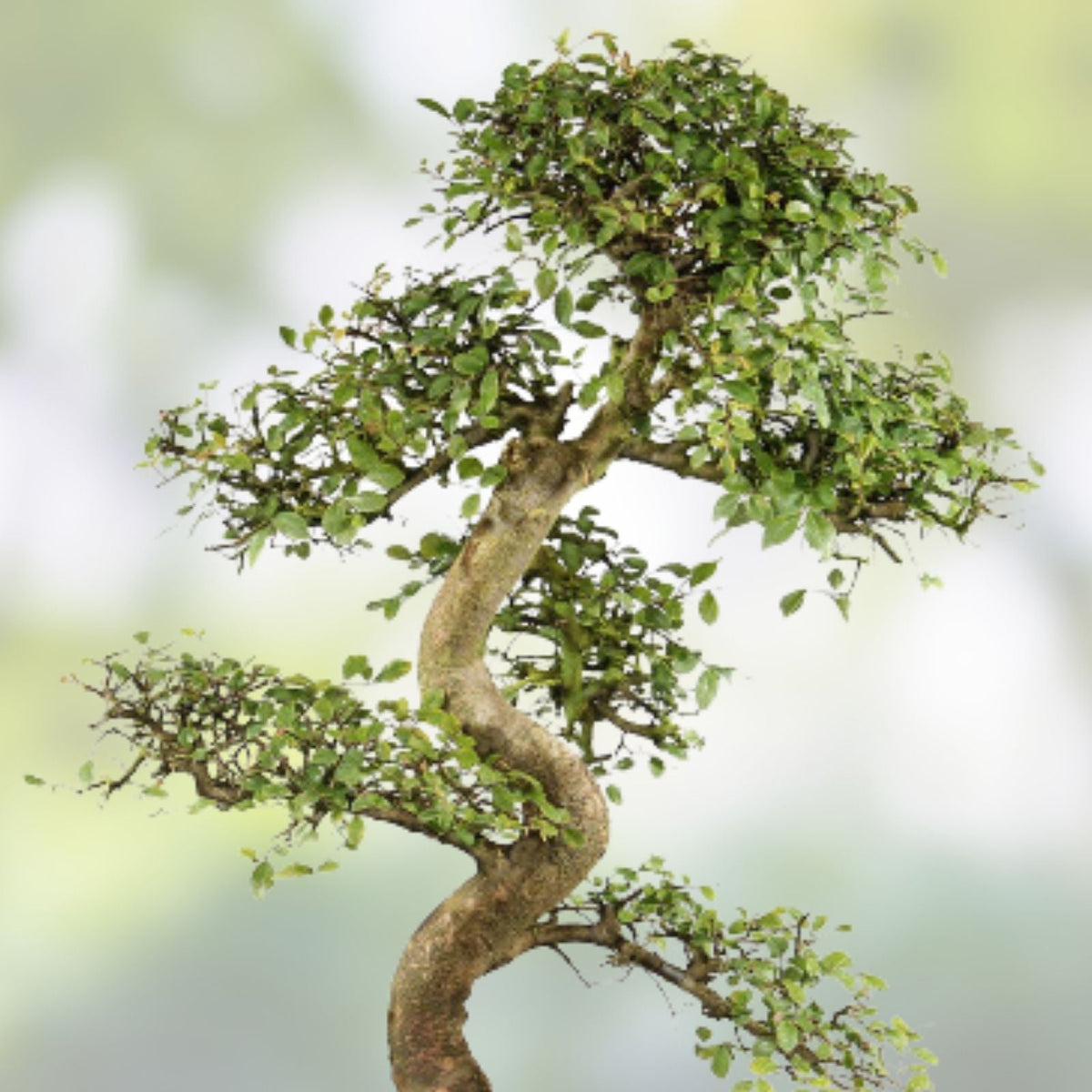 Chinese Elm Bonsai Tree Seeds - 30 Seeds - Ulmus parvifolia - Prized Bonsai Specimen for Cultivation