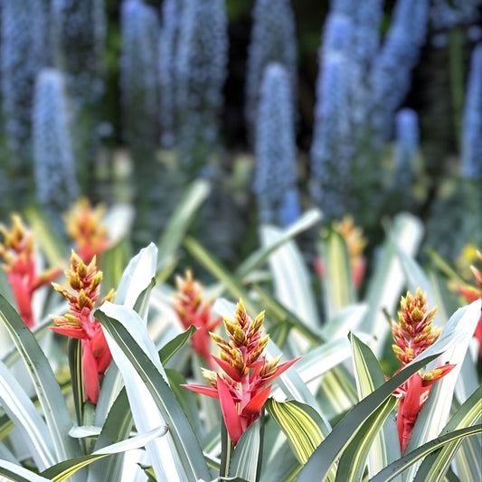 Bromeliad Plant 9 Inch Pot Aechmea Loie's Pride - Colorful Foliage Tropical Indoor Houseplant for Home Decor