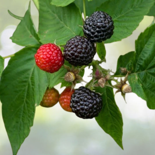 Black Raspberry Plant - Live Rooted Starter - Black Delicious Variety - Rubus occidentalis - Zones 5-9