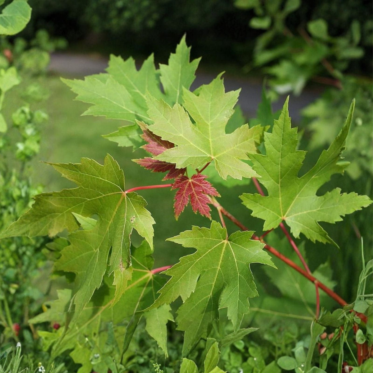 Silver Maple Tree Live Starter Plant 6-12 Inches Acer saccharinum Bare Root Deciduous Tree for Landscaping