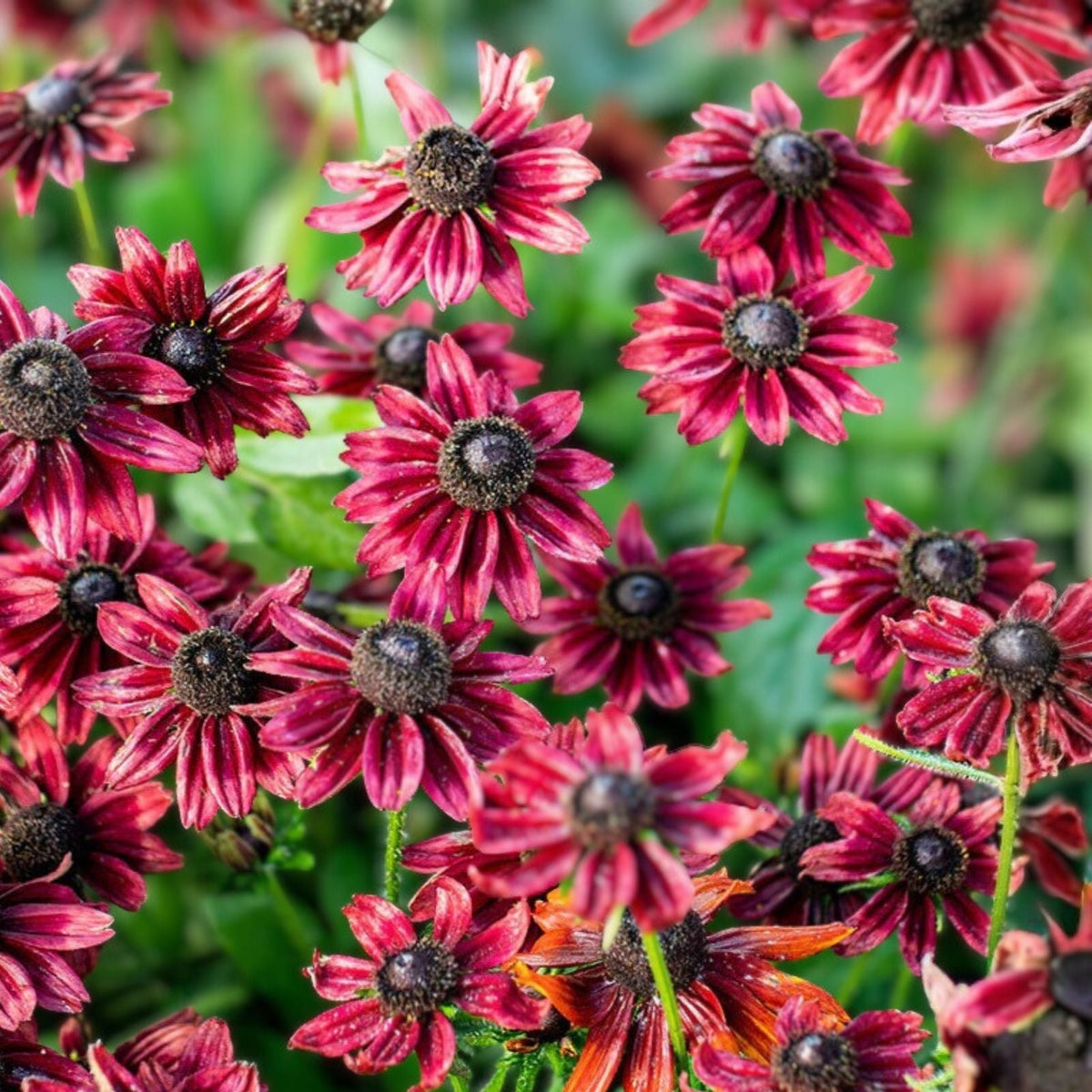 Cherry Brandy Rudbeckia Seeds 125+ Annual Flower Seeds for Garden Rudbeckia hirta