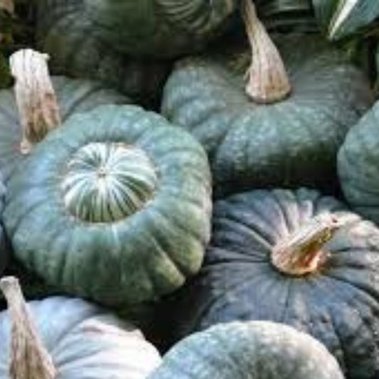 Organic Sugarcup Winter Squash Seeds 10 Pack Cucurbita maxima USA Grown Heirloom Vegetable Garden
