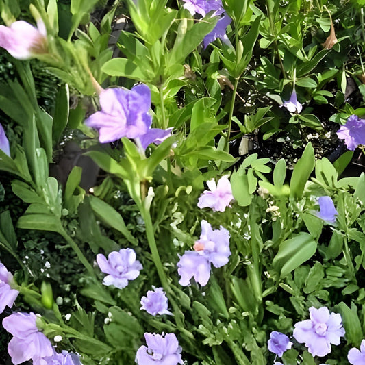 Rare Carolina Wild Petunia Live Plants 2-Pack | Native Lavender Flower | Ruellia caroliniensis | Fast Shipping