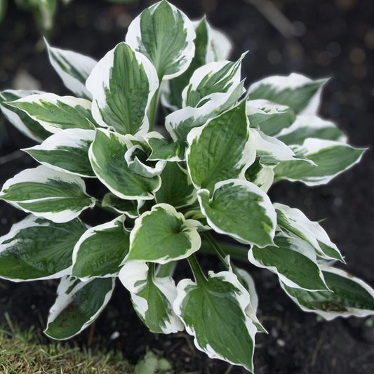 Patriot Variegated Hosta Root Plant 3-in-One, Large Size, Hosta 'Patriot', Shade-Loving, Garden Perennial