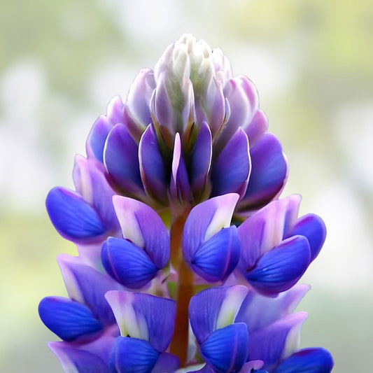 Arroyo Lupine Seeds 100 Count – Purple Flowers – Lupinus succulentus Wildflower Seeds for Garden Landscaping