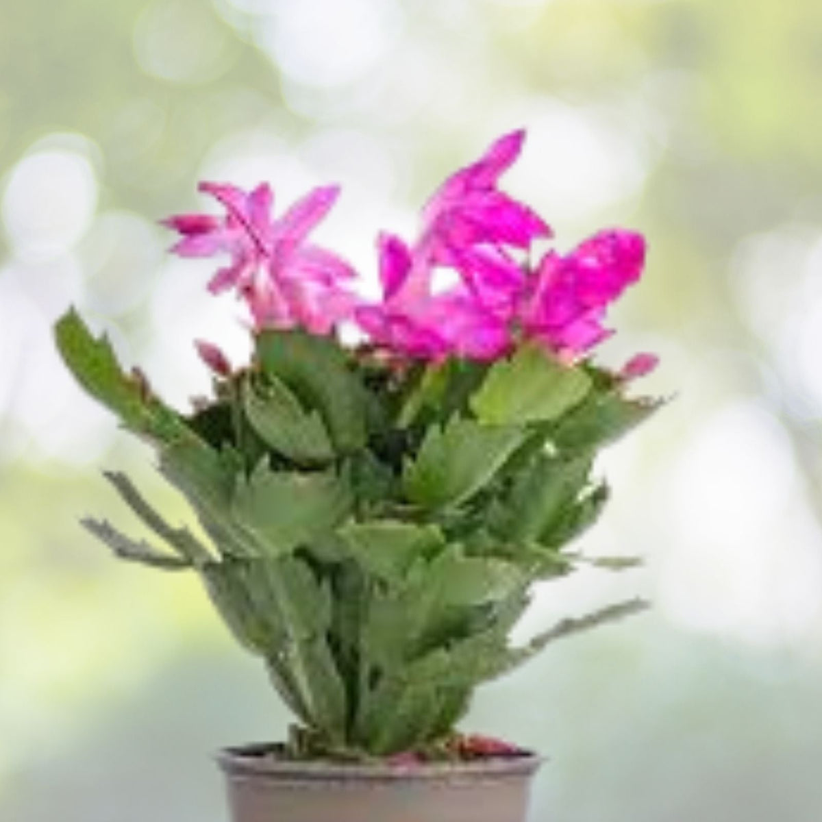 Pink Thanksgiving Cactus Plant 3 Inch Pot Holiday Cactus Schlumbergera truncata