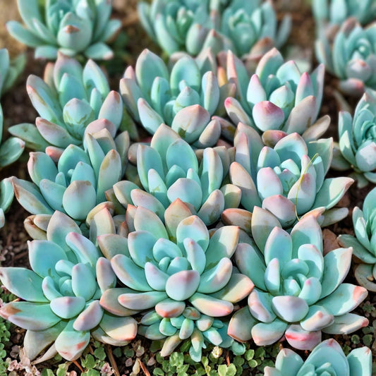 Succulent Plant 2-4" Crassula 'Moon Glow' Fuzzy Teardrop Leaves - Crassula mesembryanthemoides