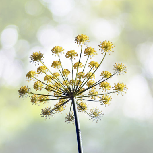 Anise Herb Seeds - 300+ Seeds - Pimpinella Anisum - Medicinal & Culinary Spice