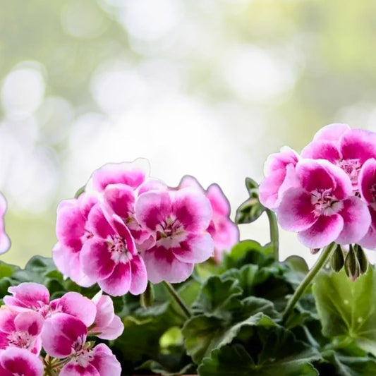 Variegated Geranium Plant in 7” Pot - Pelargonium × hortorum - Colorful Foliage for Indoor/Outdoor Gardening