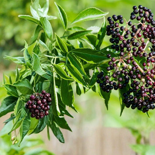 Elderberry Seeds 175/450 Count Non-GMO Fruit Seeds Sambucus canadensis for Planting and Gardening
