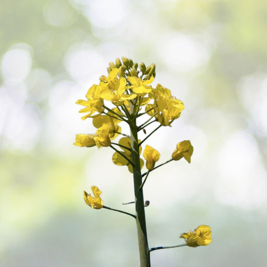 Organic Canola Rapeseed Seeds - Brassica napus - 20+ Seeds for Planting - Non-GMO, Heirloom