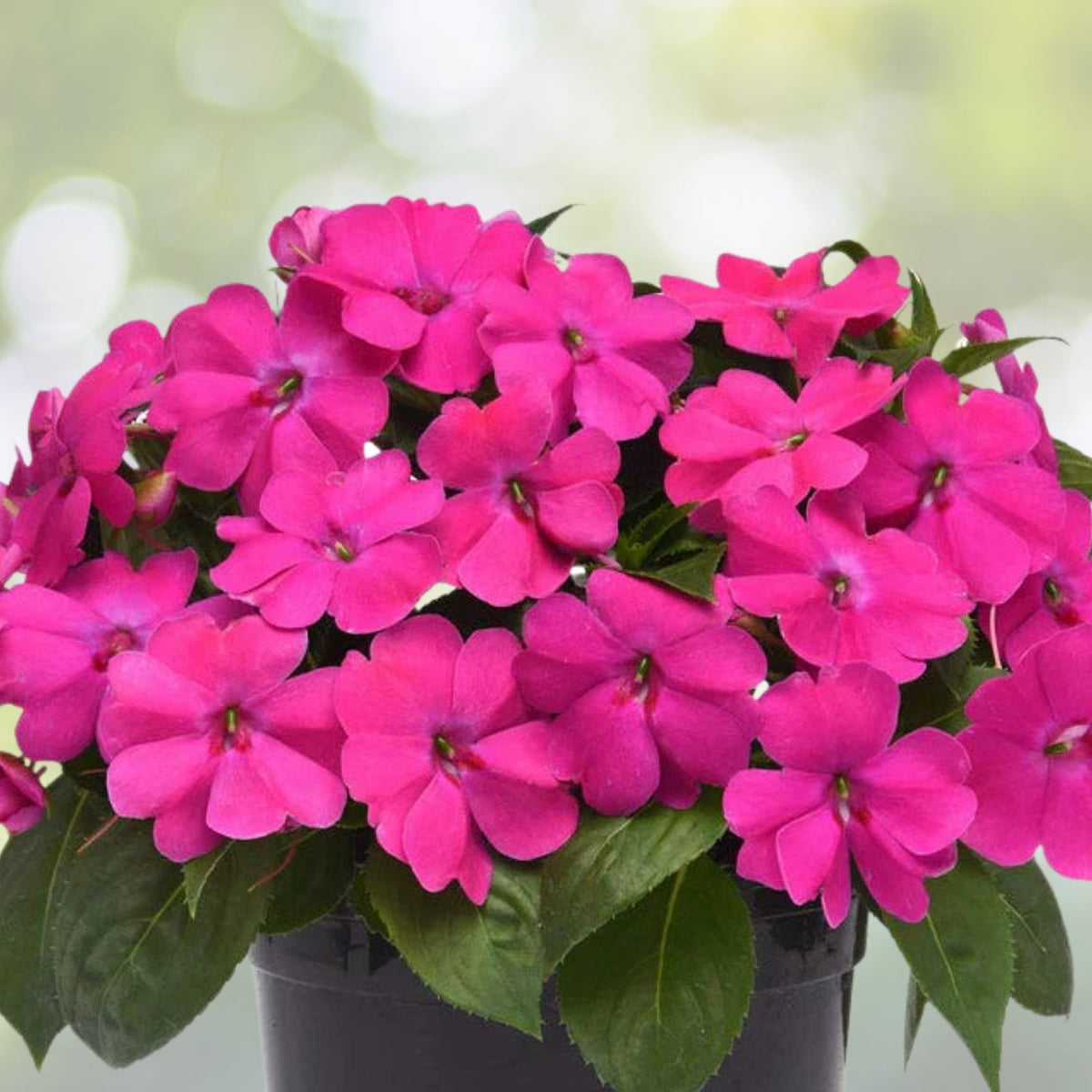 Fuchsia Pink Impatiens Flower Plant 4in Pot - Bright Annuals for Shady Areas - Impatiens walleriana