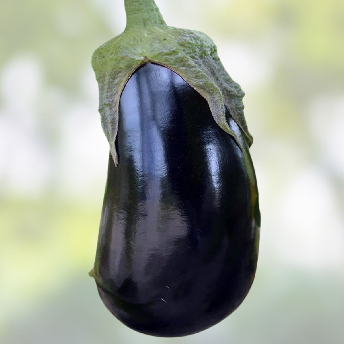 Black Beauty Eggplant Seeds | 150+ Non-GMO Heirloom Seeds | Exotic Vegetable Garden | Solanum melongena