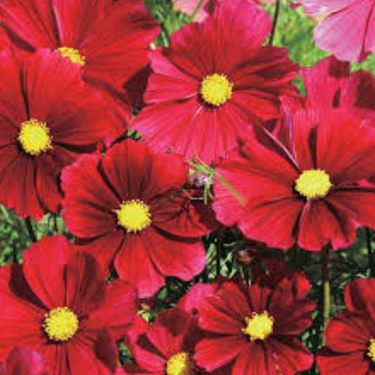 Dazzler Cosmos Seeds 100 Organic Colorful Annual Flowers Cosmos bipinnatus