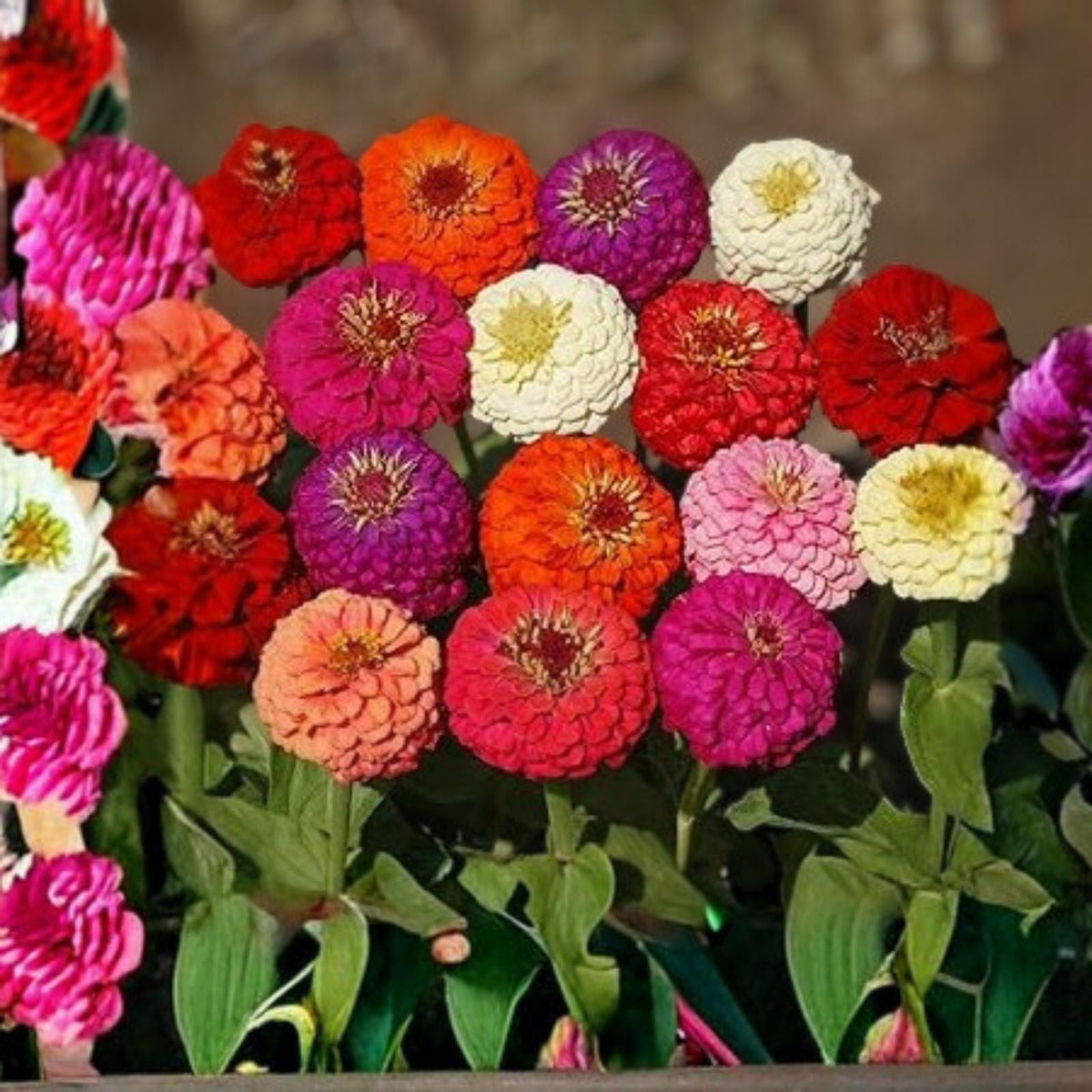 Zinnia Seeds 100+ Pack Bright Colors for Garden, Zinnia elegans Flower Seeds, Easy Grow Annuals
