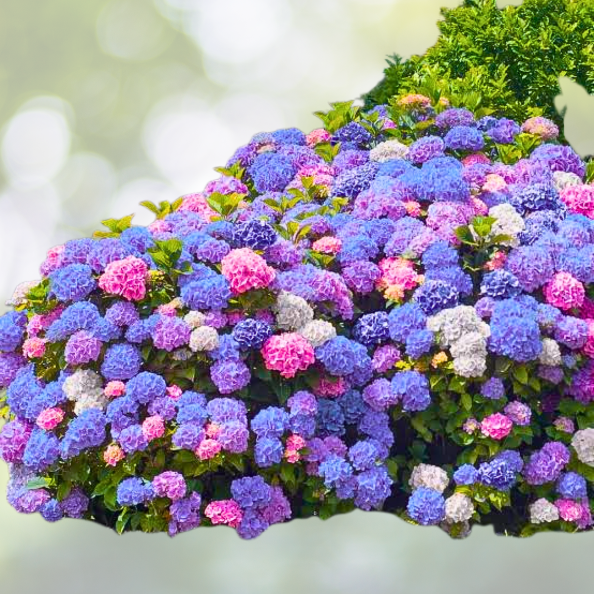 25pcs Hydrangea Flower Seeds - Blue Pink Purple Perennial Blooms - Hydrangea macrophylla