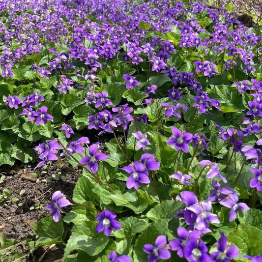 Purple Wild Violet Plants Bareroot Rhizomes Organic Viola Odorata 10+ Edible Perennial Flower Hardy Zones 6 10