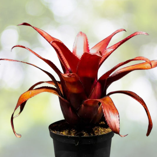 Bromeliad Plant 6" Pot Neoregelia Mendoza - Tropical Indoor Houseplant, Air Purifier, Neoregelia spp.
