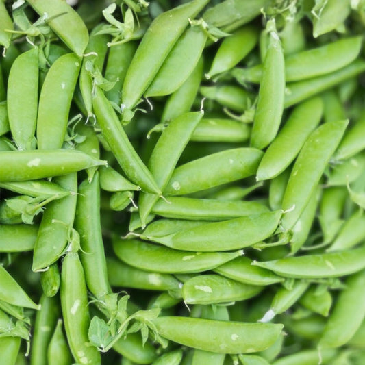 Dundale Pea Seeds – Heirloom Non-GMO – 50+ Pisum sativum for Edible Peas, Garden Planting, Organic Vegetable Seeds