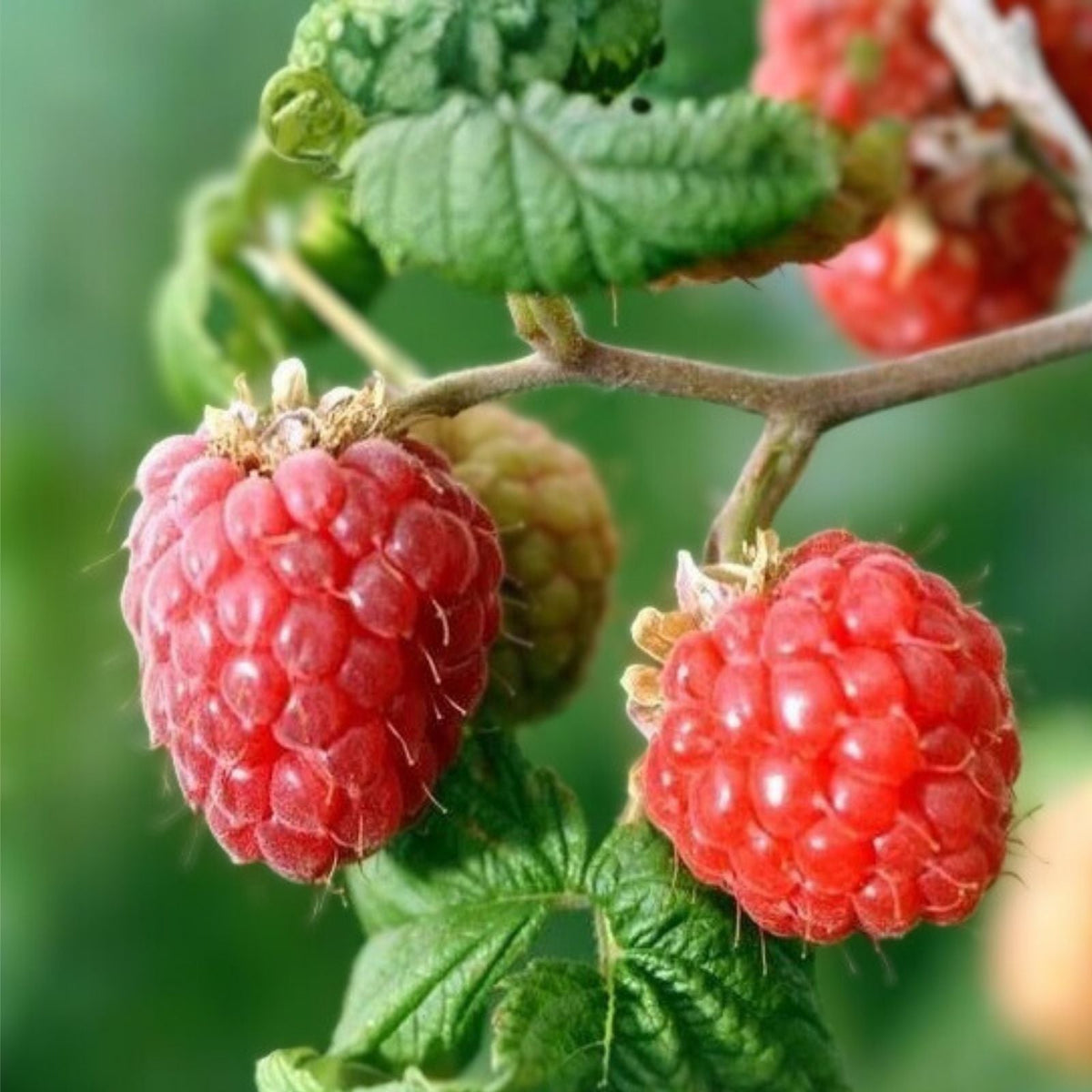 Charm Raspberry Seeds Bulk Pack 125/300/750 Non-GMO Rubus idaeus Home Garden Variety