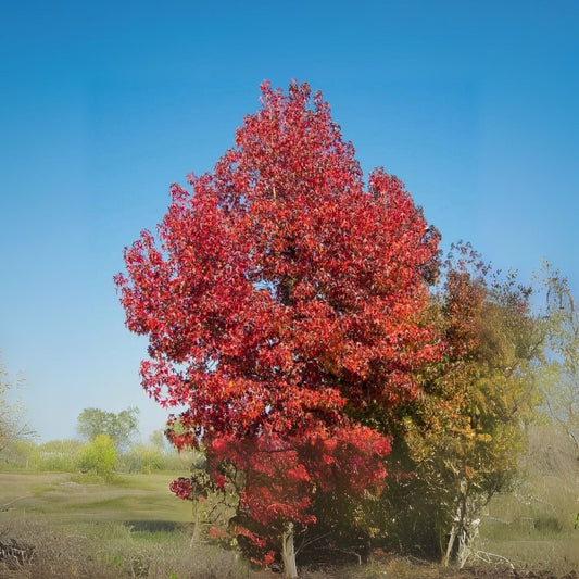 Sweet Gum Tree Seedlings for Planting - Liquidambar styraciflua - Hardy, Fast-Growing, Ideal for Landscaping
