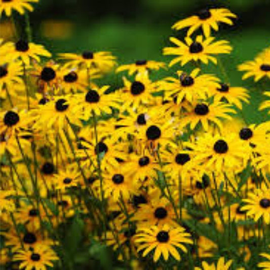 Gloriosa Daisy Seeds 1000 Pack Organic USA Grown Rudbeckia Hirta Wildflower Garden Plant