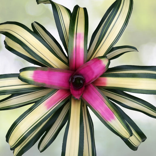 Neoregelia Full Moon Bromeliad 6" Pot - Vibrant Tropical Indoor/Outdoor Plant - Neoregelia spp.