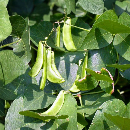 Lima Bean Seeds 2oz Non-GMO Heirloom Bush Type - Phaseolus lunatus, 75 Days Maturity