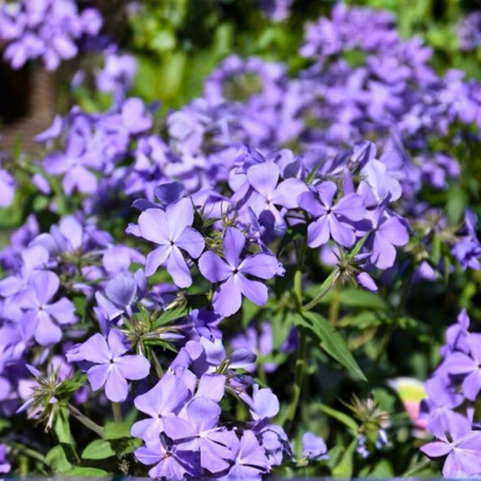 Phlox Seeds 125 Count Blue Moon Variety Annual Garden Flower Seeds Phlox paniculata