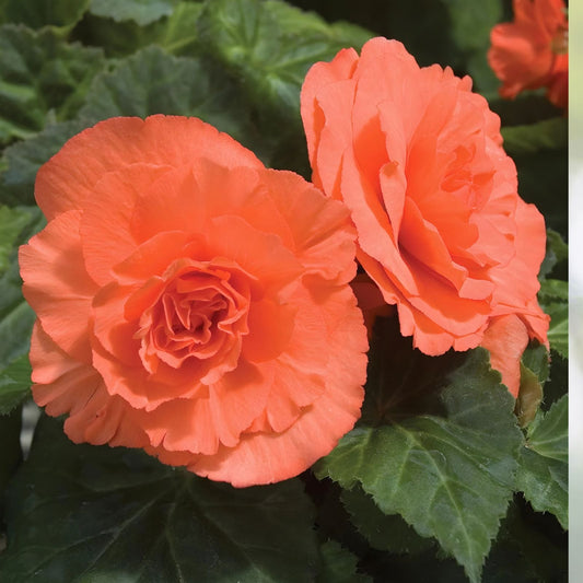Begonia Seeds 100 Count - Glory Hot Tip Salmon - Begonia x hybrida Flower Seeds for Garden, Patio, and Indoor Planting