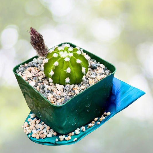 Easter Lily Cactus 4" Pot Fuzzy Navel Echinopsis Subdenudata Blooming Cactus with Fragrant Flowers