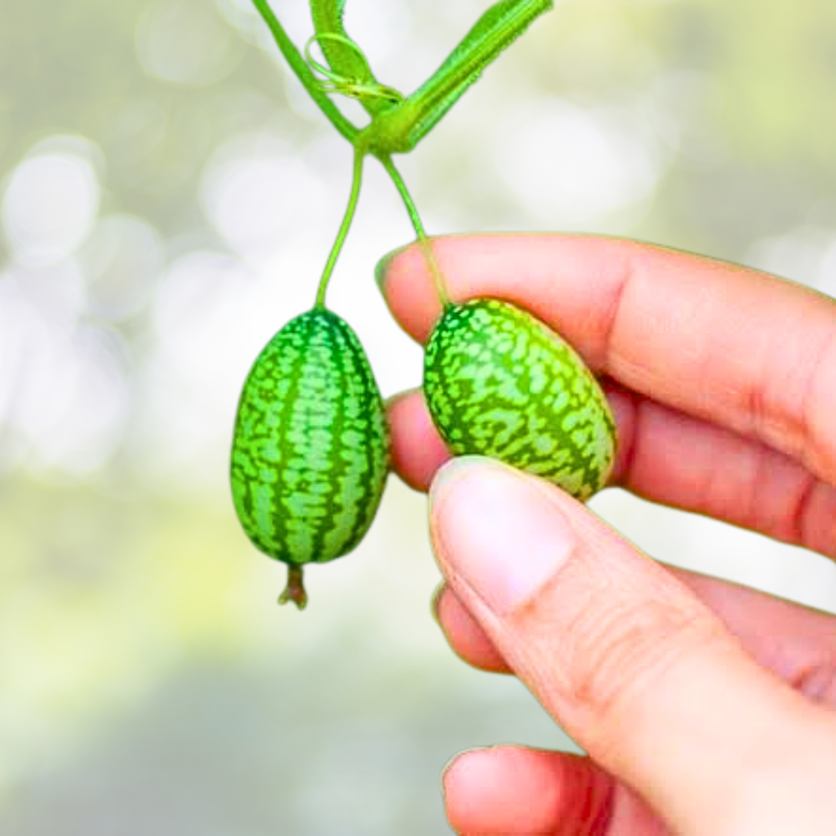 Cucamelon Seeds 100pcs - Mexican Sour Gherkin - Melothria scabra - Exotic Flavor for Home Gardening