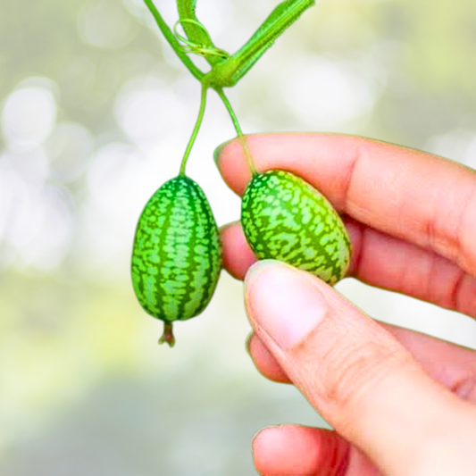 Cucamelon Seeds 100pcs - Mexican Sour Gherkin - Melothria scabra - Exotic Flavor for Home Gardening