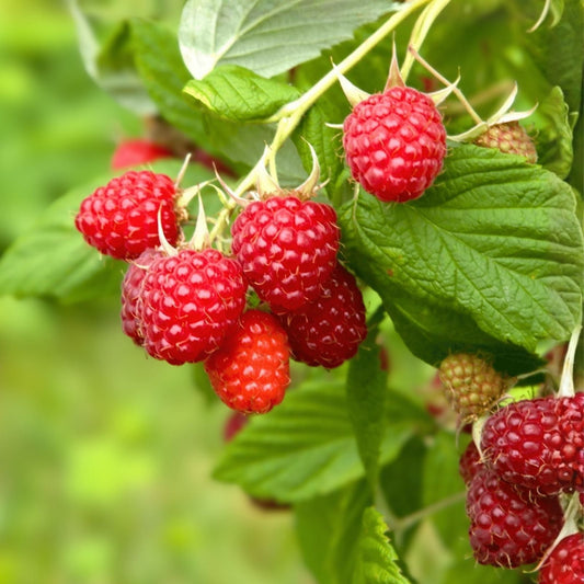 Aurora Raspberry Seeds Bulk Non-GMO Fruit Seeds Rubus idaeus Variety 125/300/750 Seeds