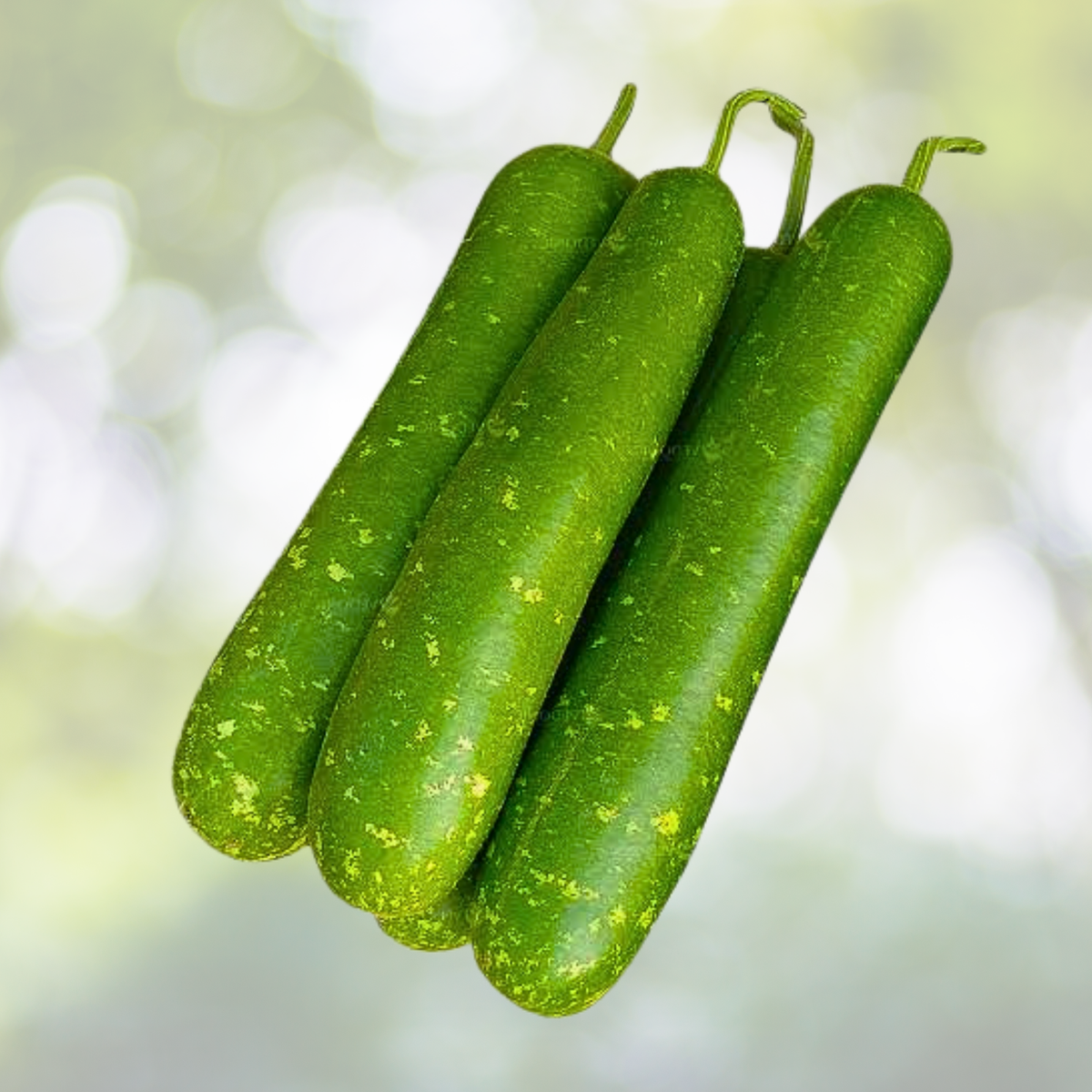 35pcs Long Bottle Gourd Seeds - Non-GMO Calabash Gourd Seeds for Planting - Cucurbita moschata