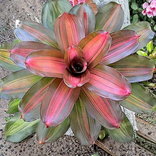 Neoregelia Plant 6" Pot - Julia Variety - Tropical Bromeliad - Neoregelia 'Julia' - Healthy Indoor Plant