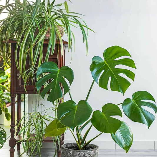 Live House Plant Cuttings – 20 Rooted Varieties for Indoor Gardening & Home Decor – Healthy Indoor Plants