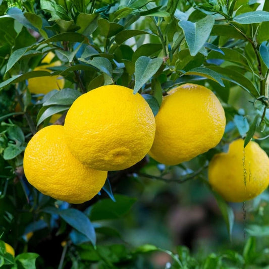 Grafted Yuzu Mandarin Tree 1-2 Feet Tall, Indoor/Outdoor Plant, Citrus junos, Pot and Soil Included