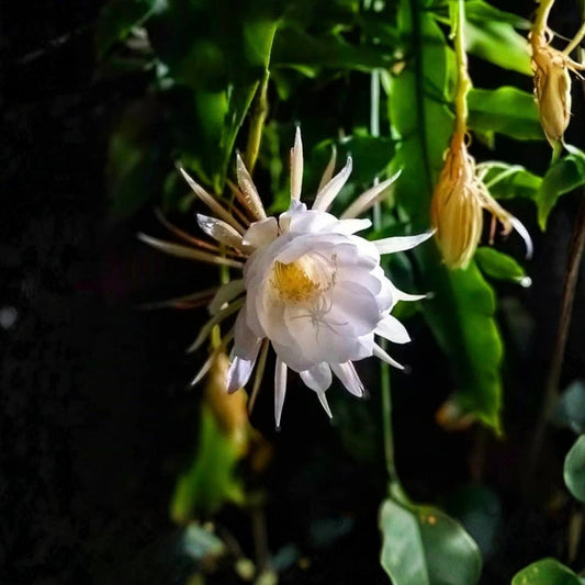 Queen of the Night Cactus Starter Plant 4" Pot - Epiphyllum Oxypetalum - Fragrant Night-Blooming Indoor Plant - Easy Care