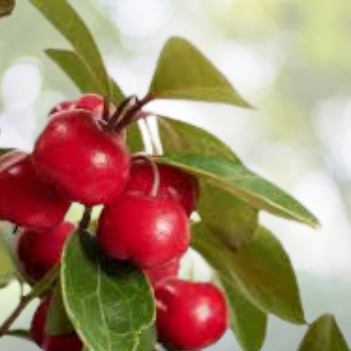 Gaultheria Cherries Berries Live Plants Set of 6 4 6" Tall Evergreen Ground Cover Wintergreen (Gaultheria procumbens)