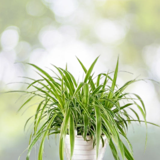 Reverse Variegated Spider Plant Cuttings 2PCS – Air Purifying, Fast Growing Chlorophytum comosum