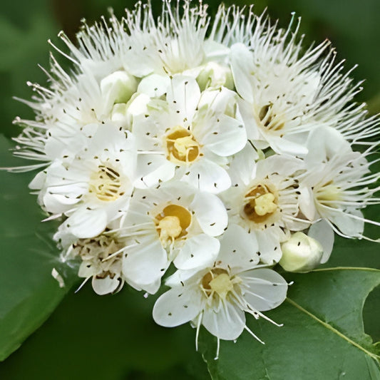 Ninebark Live Plant Set of 2 – 12-18 Inches – Physocarpus opulifolius Bare Root Shrubs for Landscaping and Garden
