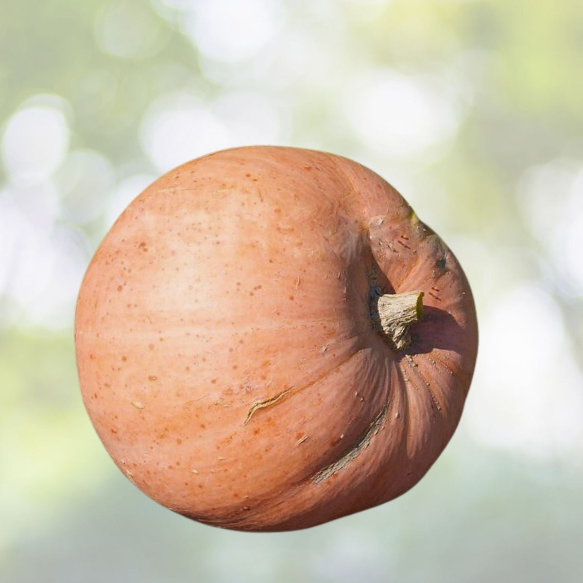 Yellow Paris Pumpkin Seeds | NON-GMO Heirloom | Fresh Garden Seeds | Cucurbita pepo