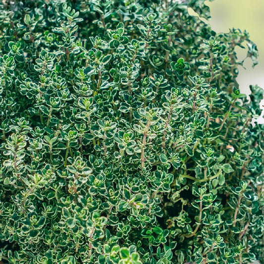 Thyme Herb Seeds 500+ Non-GMO for Cooking and Spices Thymus vulgaris Culinary Herb Seed Pack