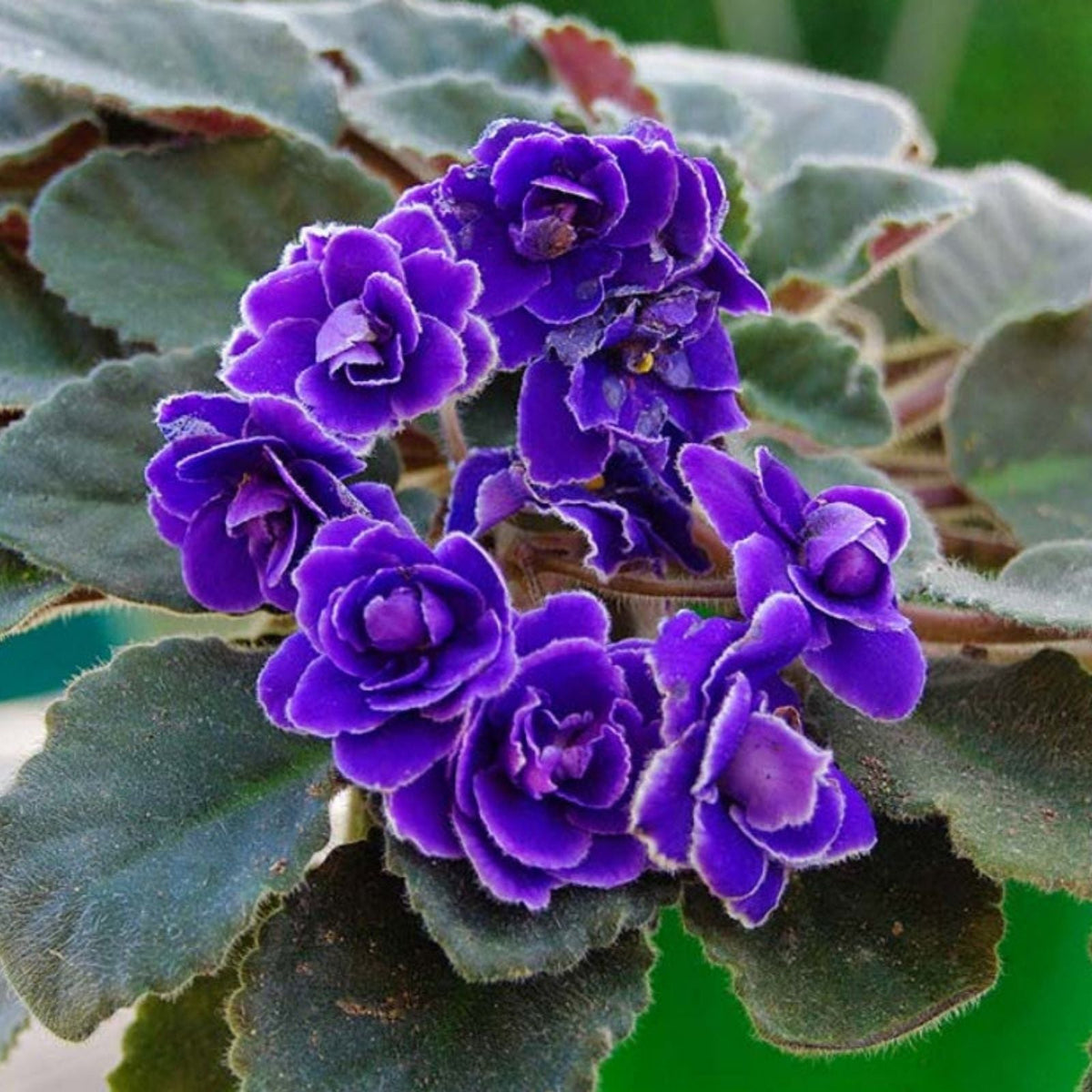 African Violet Leaf Cutting ND-Northern Palmyra Saintpaulia ionantha for Propagation and Plant Care