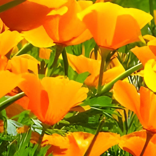 California Poppy Seeds - 100+ Bright Orange Eschscholzia californica for Garden or Wildflower Mix