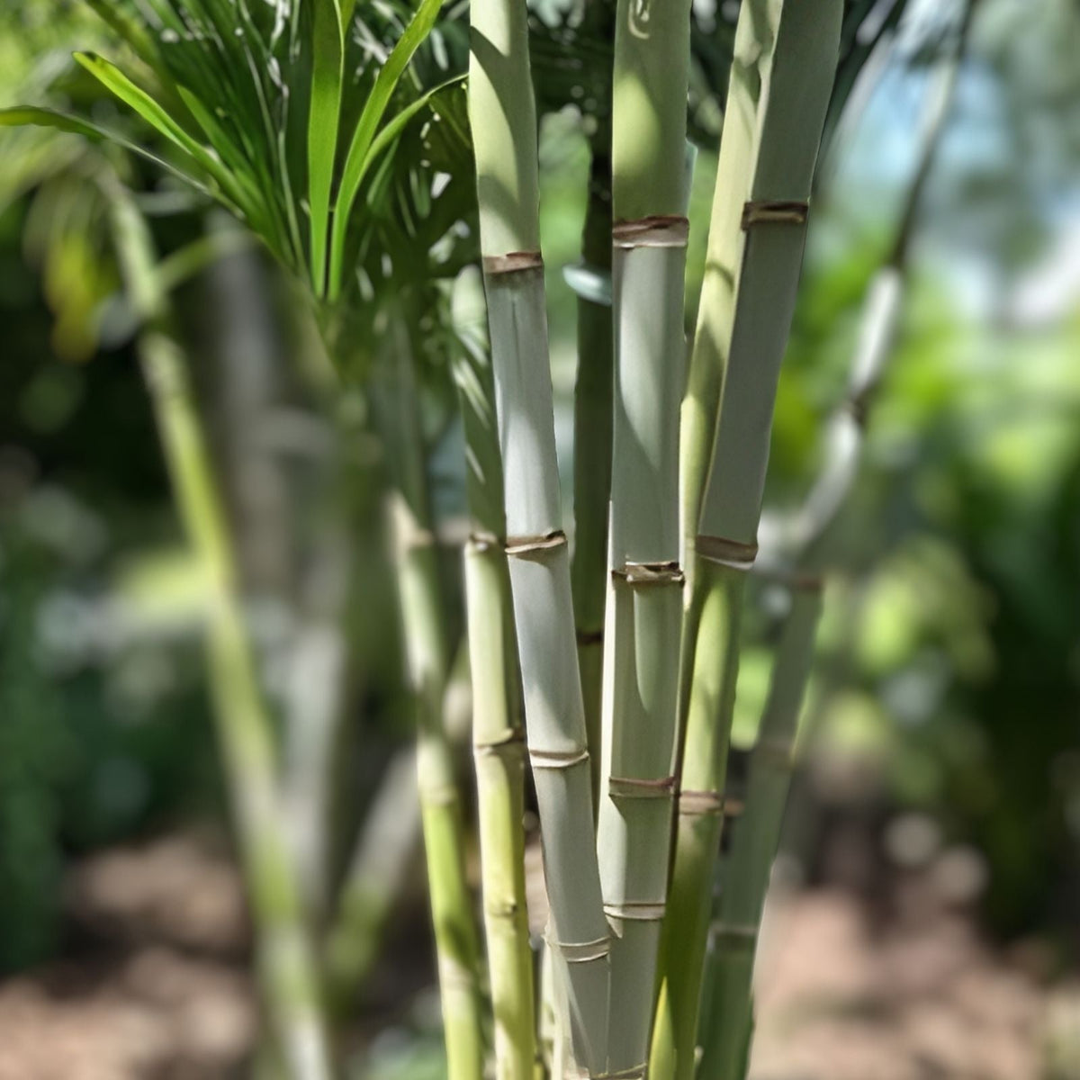 Sugarcane Cuttings 3 Pieces - Sweet Varietal Saccharum officinarum - Live Planting Material for Growing