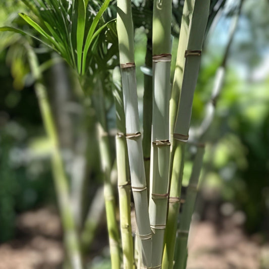 Sugarcane Cuttings 3 Pieces - Sweet Varietal Saccharum officinarum - Live Planting Material for Growing