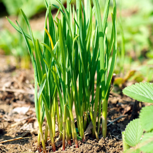 Garlic Chives Live Herb Plant 4 8" Tall Well Rooted No Pot Allium tuberosum